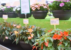 Begonia Hybrida Wendy at Schneider Youngplants. It a complete new series on the market. It is compact, well branching, early flowering, available in striking colors and suited for pot and hanging basket.